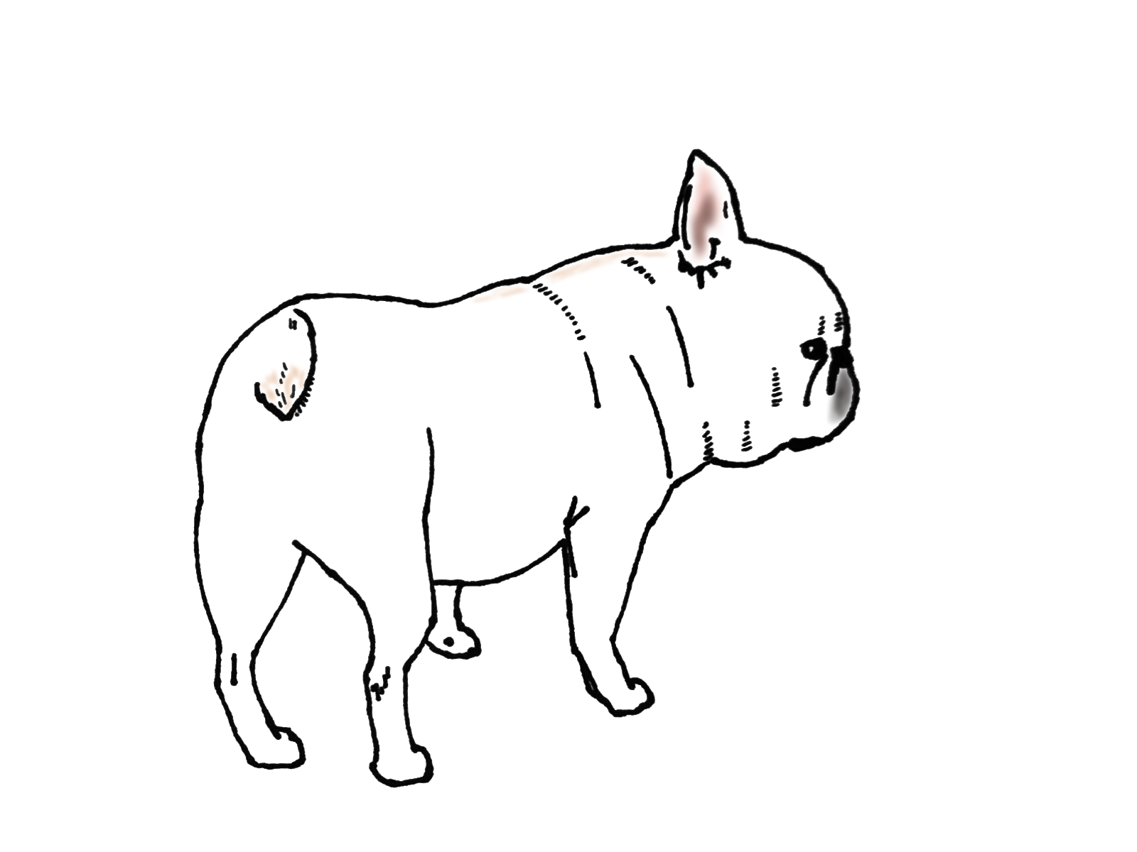 フレンチブルドッグ